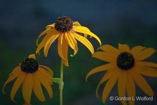 Sunstruck Black-eyed Susan_51287.jpg - Photographed near Lindsay, Ontario, Canada.